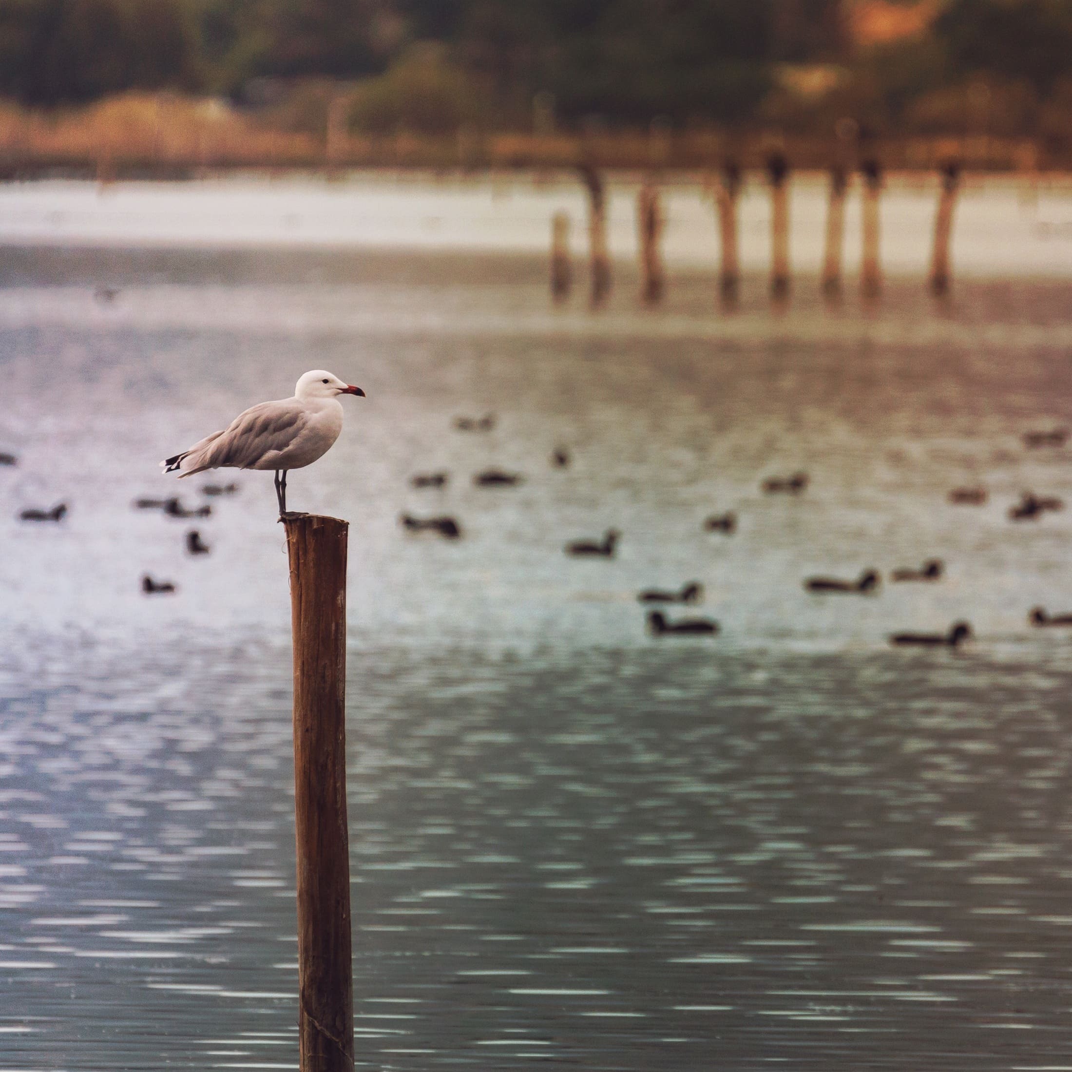 A bird posing for bird watchers