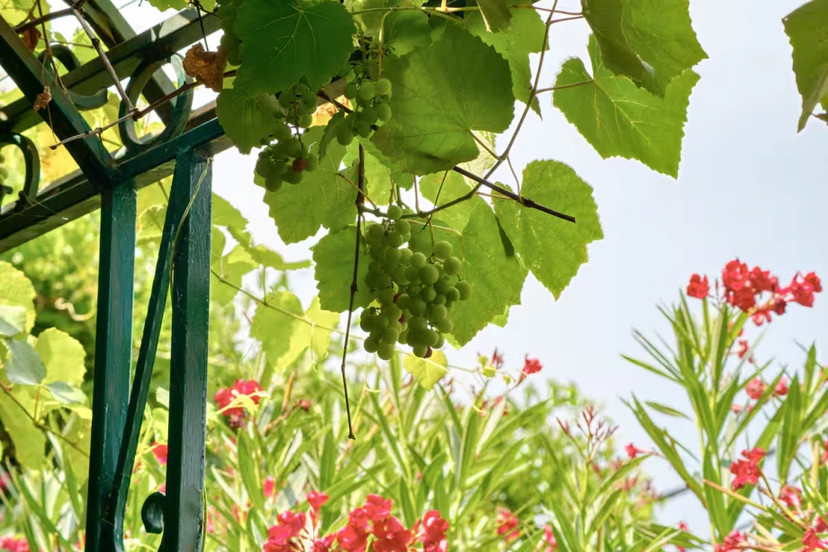 Charming Outdoor Area with Grape Vines